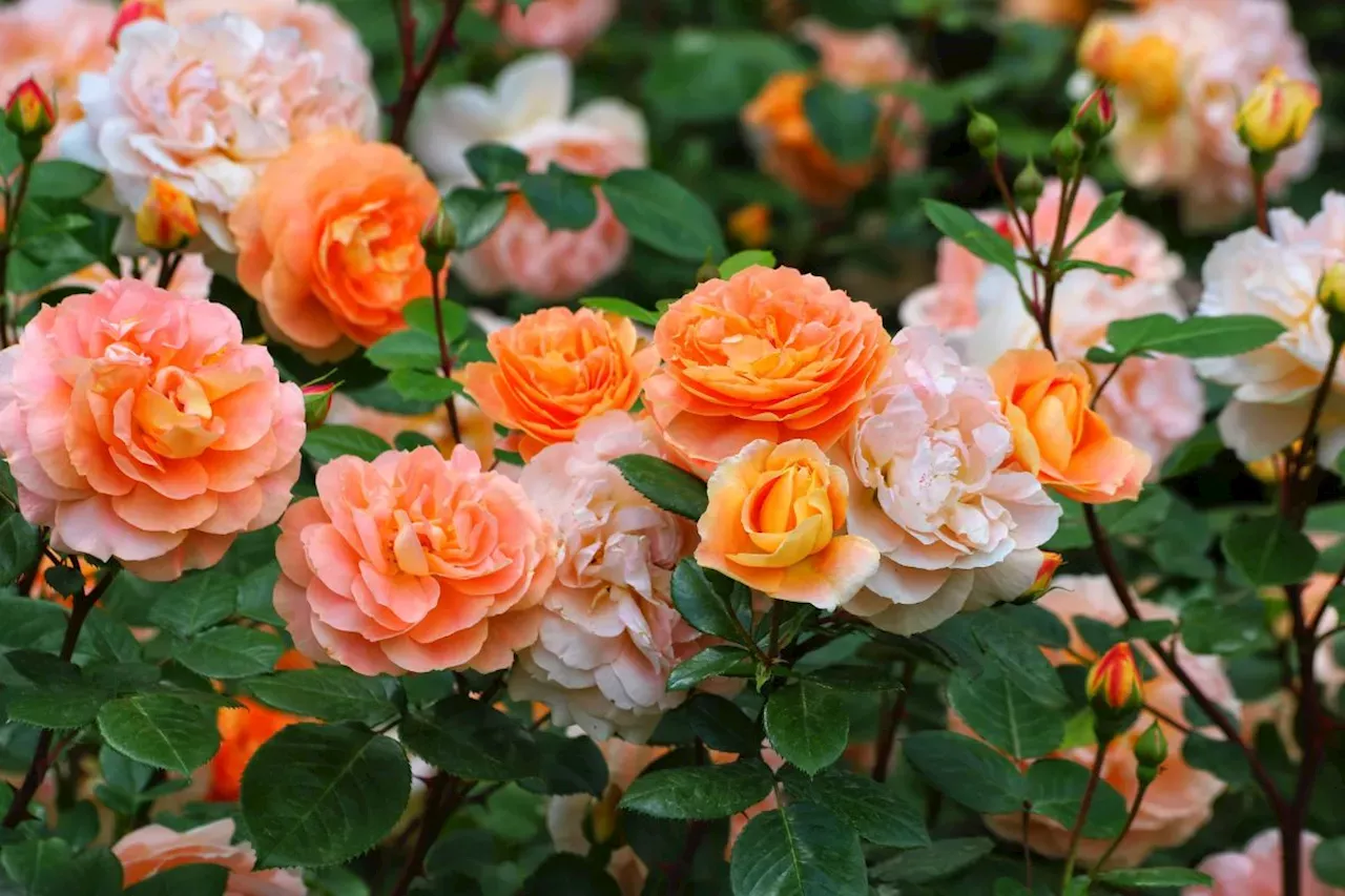 to-get-magnificent-roses-in-2025-here-s-what-to-do-in-early-october