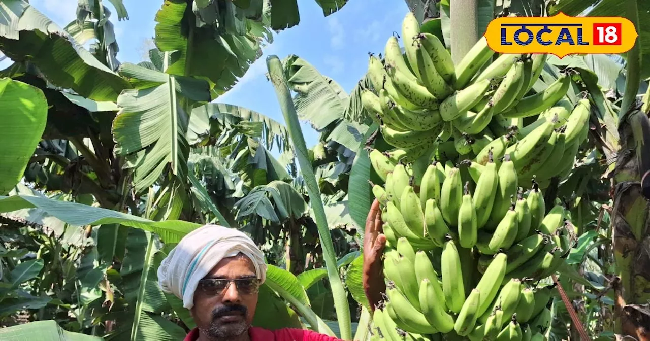 Banana Farming: केले की खेती से मालामाल हुआ बाराबंकी का यह किसान, एक एकड़ से सालाना लाखों में करते हैं कमाई,...