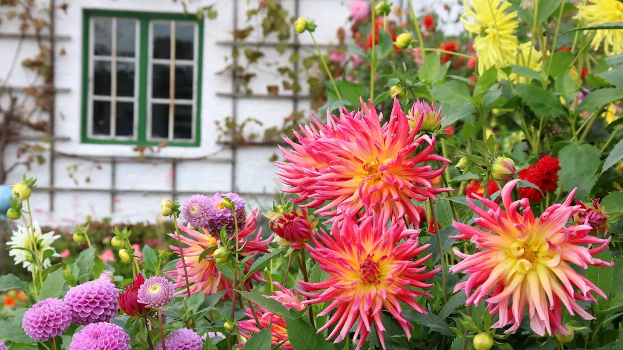 Anémones, cyclamens, dahlias, bruyères... Planter et cultiver les fleurs de l’automne