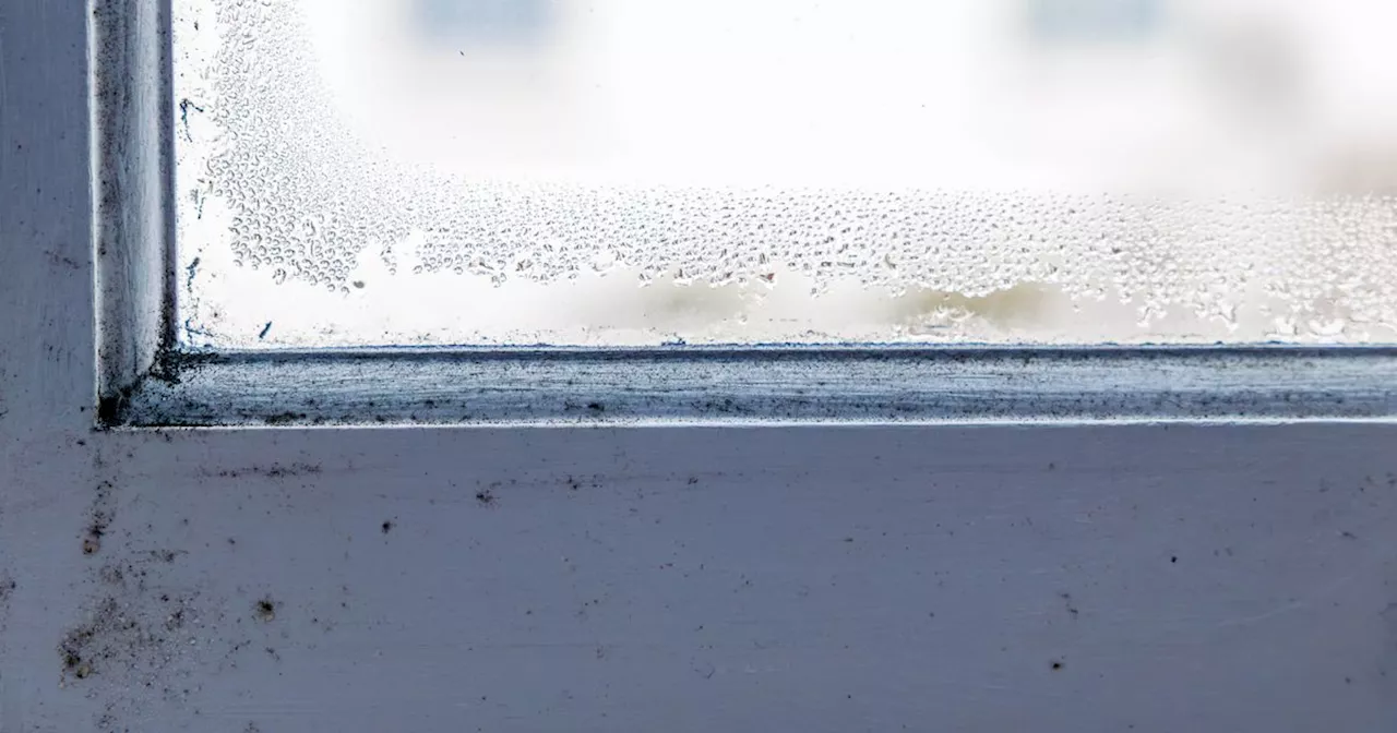 Stop condensation in minutes by using little-known German technique