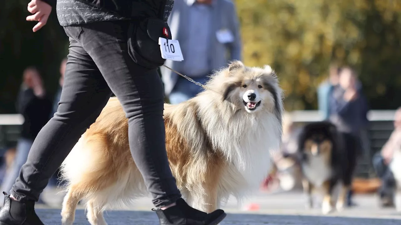 Mecklenburg-Vorpommern: Fast 23.000 sehen Rostocker Rassehunde-Ausstellung