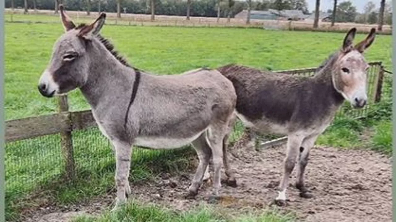 112-nieuws: eigenaar ezels gezocht • brandstichting winkelcentrum vermoed