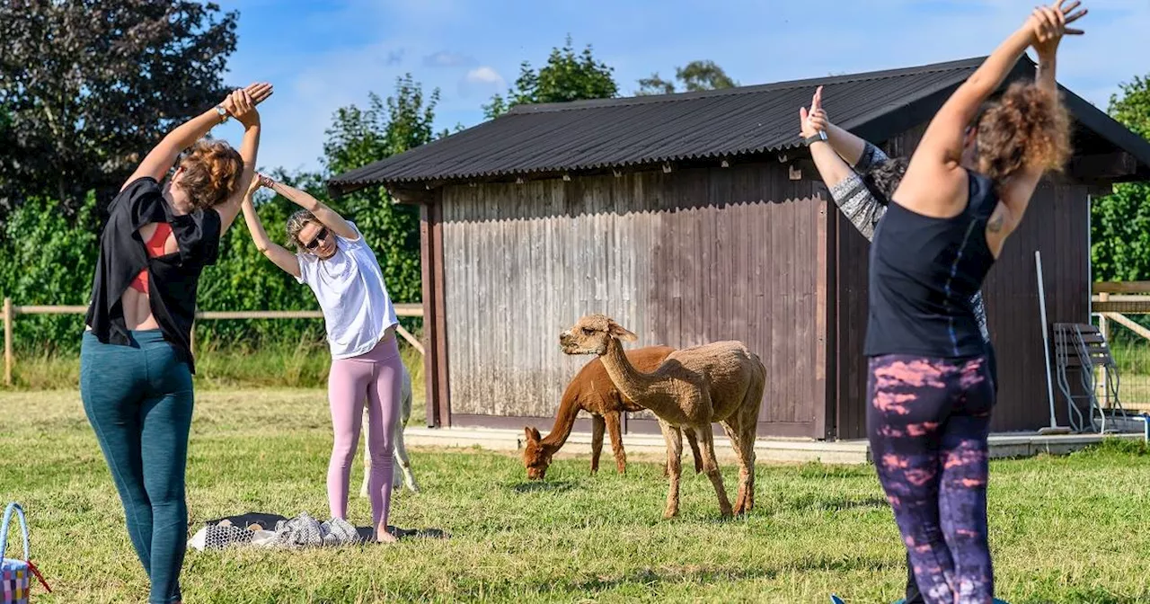 Meerbusch: Alpaka Yoga mit Nina Bartholmes auf dem Hoppe Hof