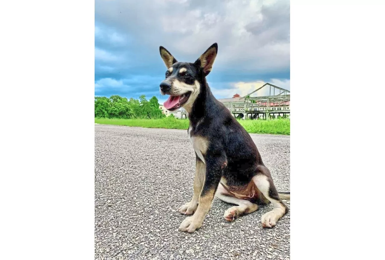 In shock over stray’s death
