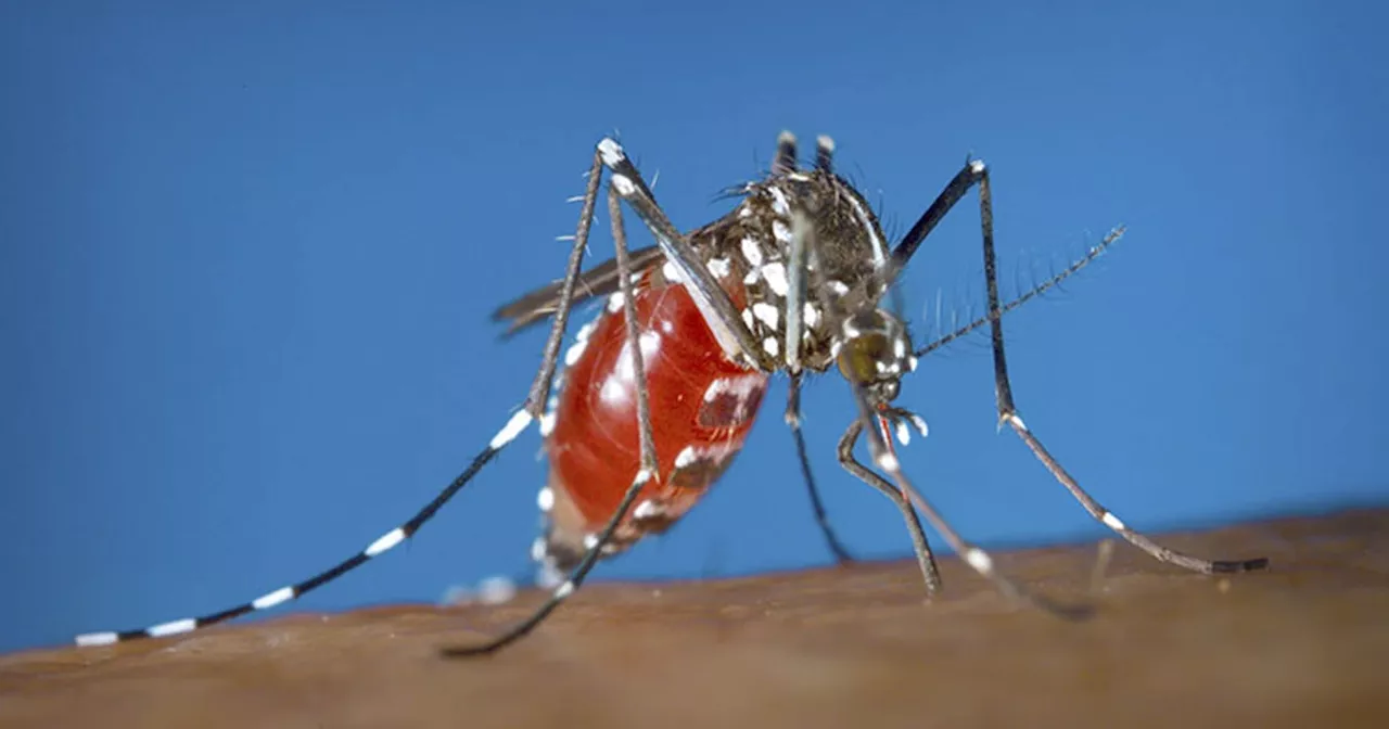 Kaso sa dengue misaka pag-ayo