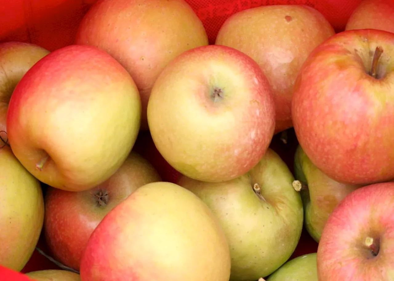 New pink apple variety in SA is ‘all the buzz’