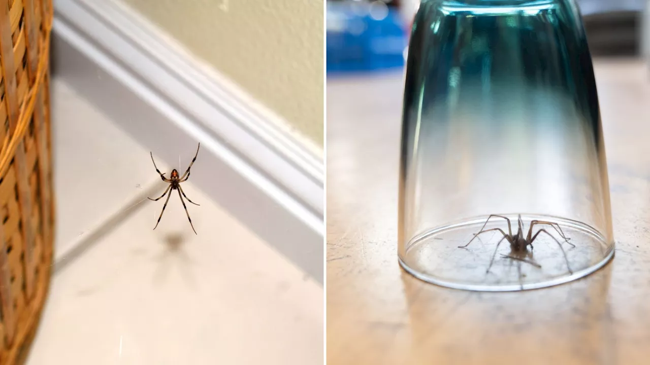 Pest expert shares ‘the most effective’ hack to stop spiders coming into your home this autumn