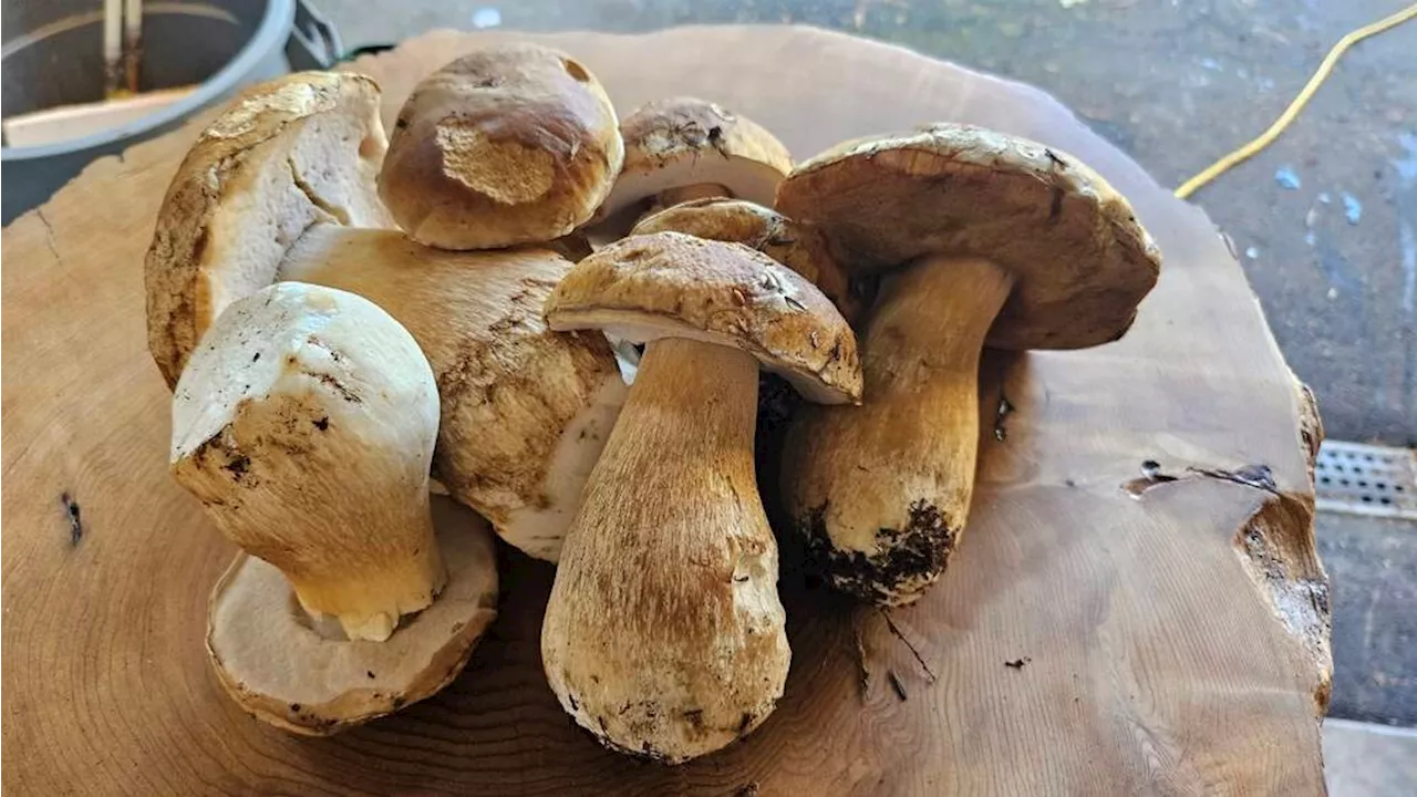 'They keep coming up': A banner year for mushrooms