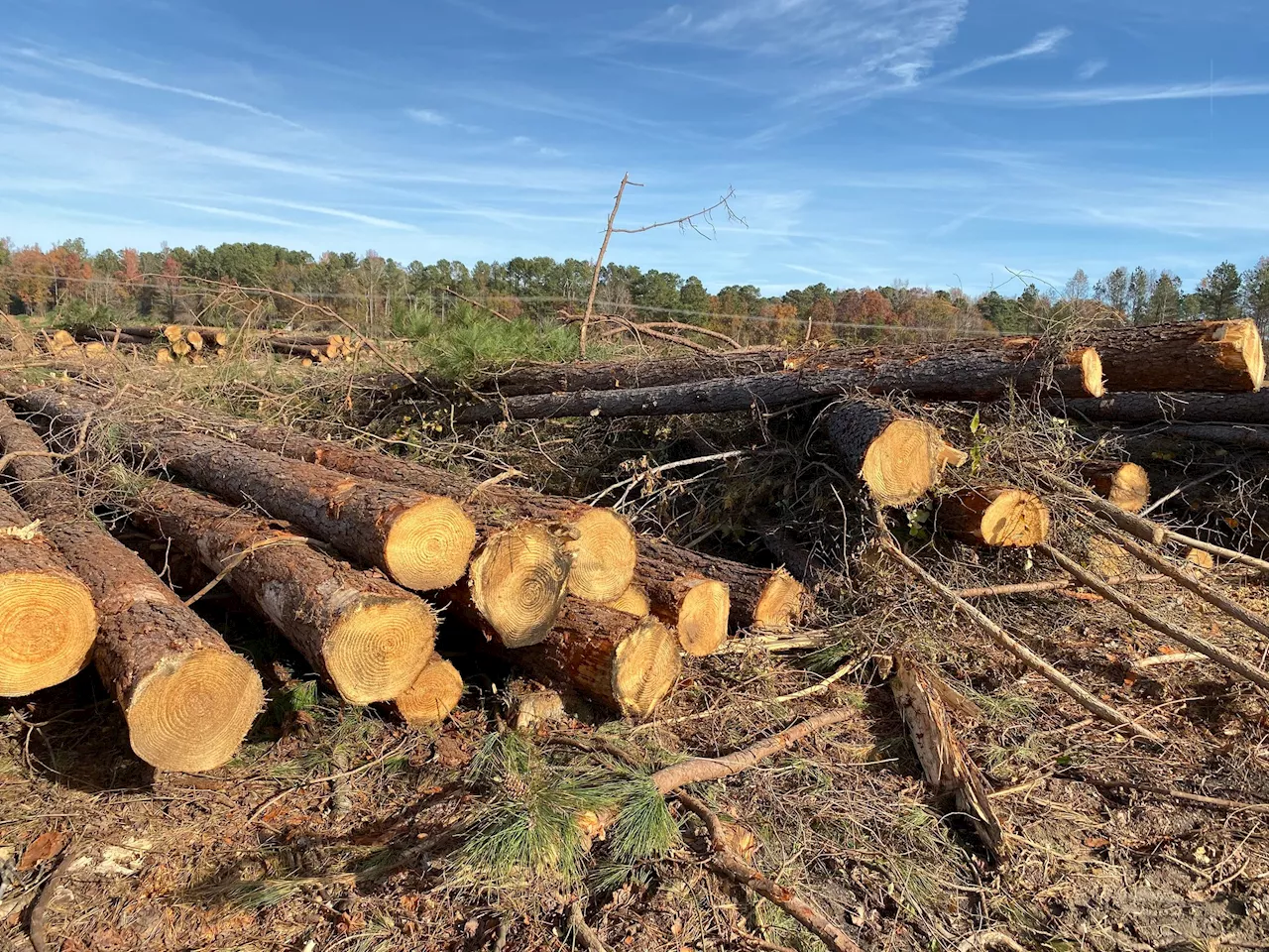 Protests Grow as Corporate&#x2d;Backed Biomass Projects Threaten Forests and Communities