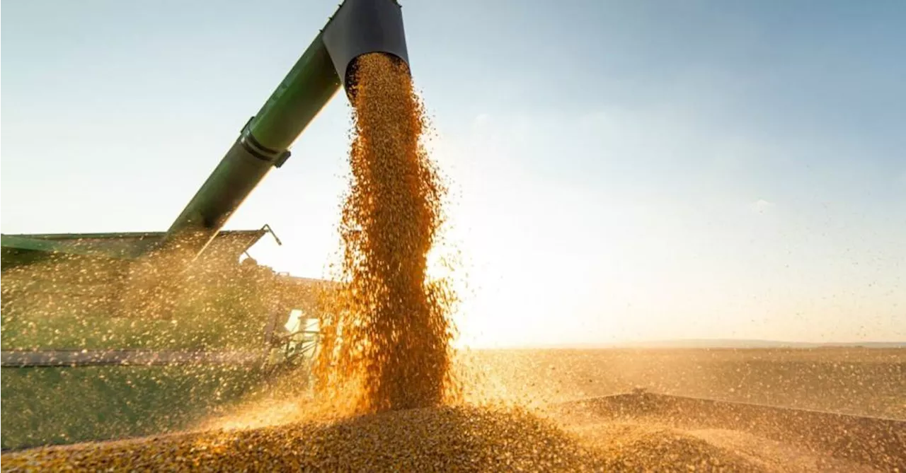 É adequado o agro exportar se existe fome no país?