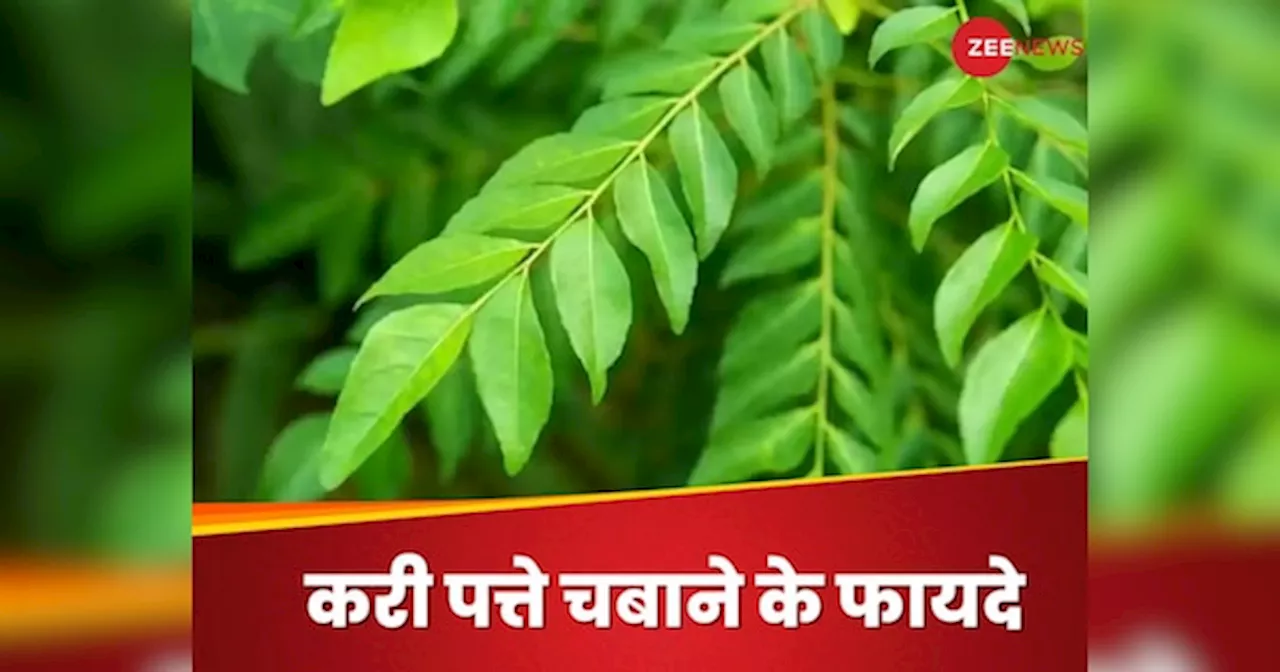 Curry Leaf: सुबह के वक्त खाली पेट चबा लें सिर्फ 4-5 करी पत्ते, स्किन से लेकर पेट की बीमारियां होंगी गायब