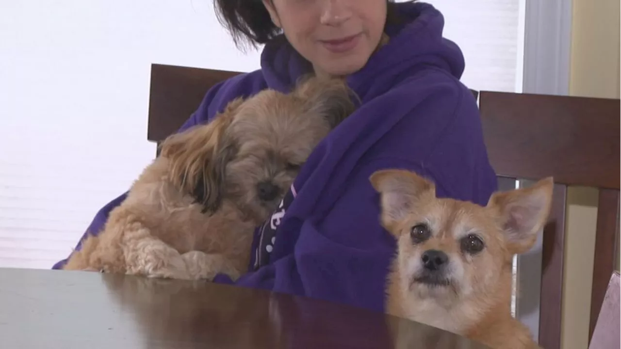 Vehicle stolen with 3 animals inside; owner reunited with her beloved dogs