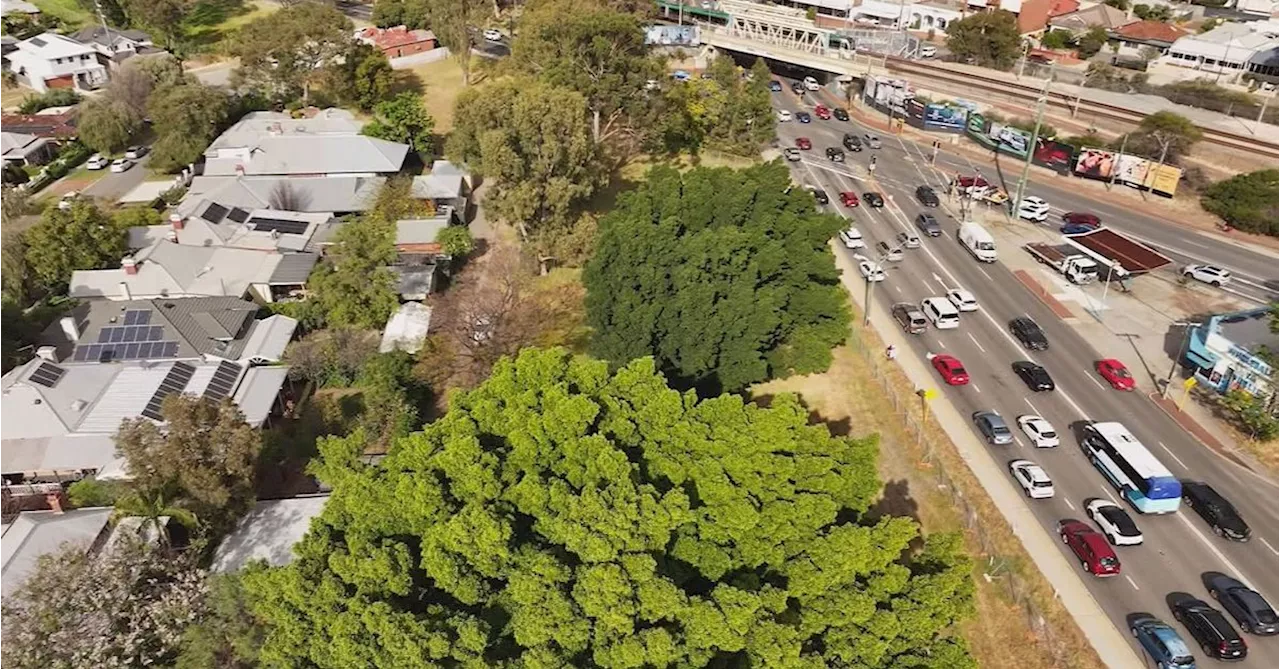 Activist chains himself to century-old tree as protesters stop bulldozers