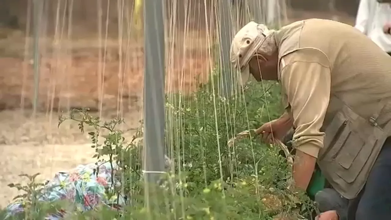 Campus garden for veterans at West Los Angeles VA campus offers healing both inside and out