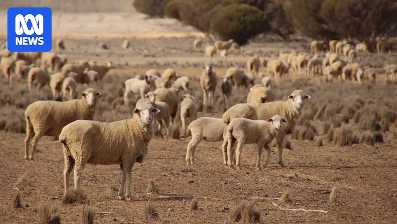 Federal government bolsters offer to WA sheep farmers hit by live export ban by $32 million