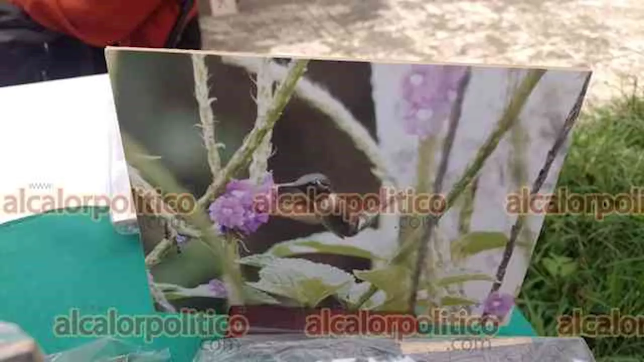 Supersticiones y brujería incitan caza ilegal de colibríes: Rafael Ruiz Arroyo