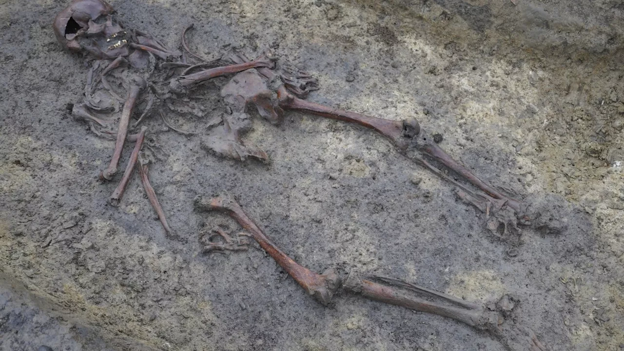 In Denmark, 50 well-preserved Viking Age skeletons have been unearthed, a rare discovery