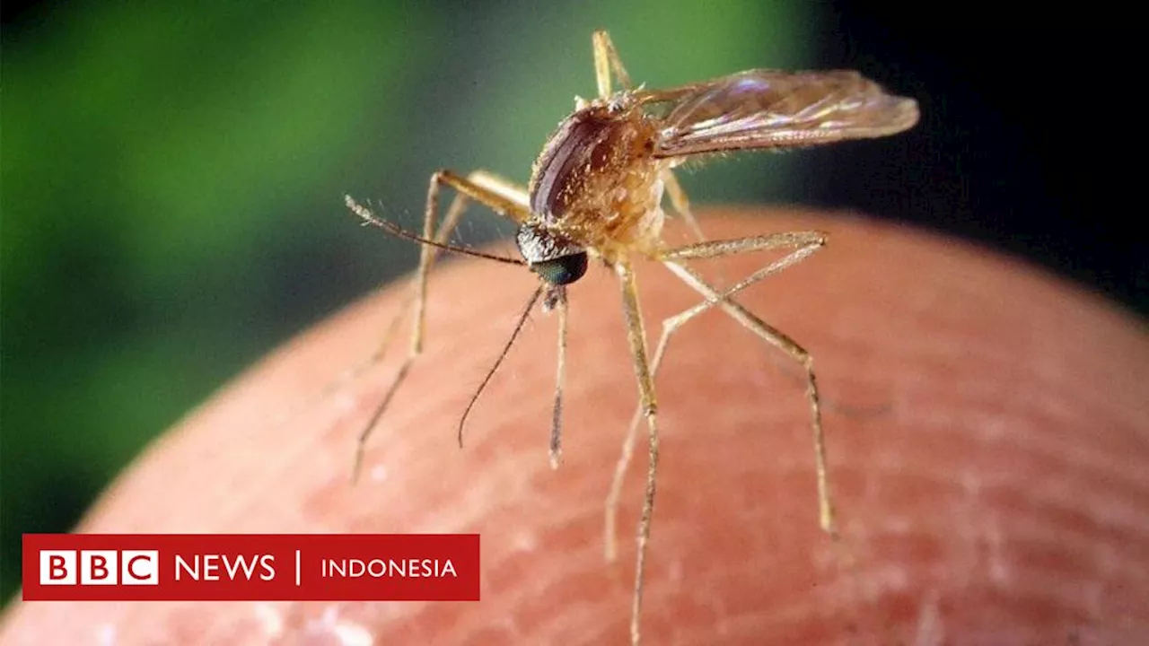 Kesehatan: Apa itu virus West Nile, penyakit mematikan yang belum ada vaksin obatnya pada manusia?