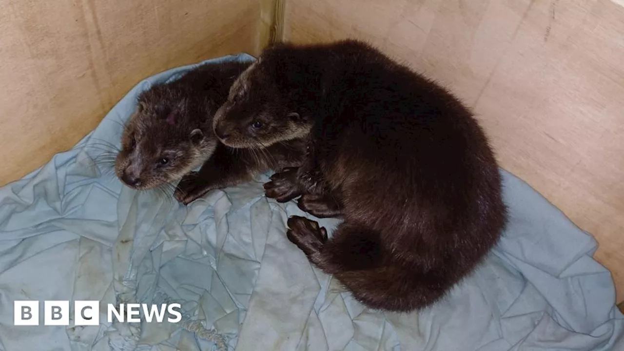 Shropshire: Dumping of otters in cage a new low, charity says