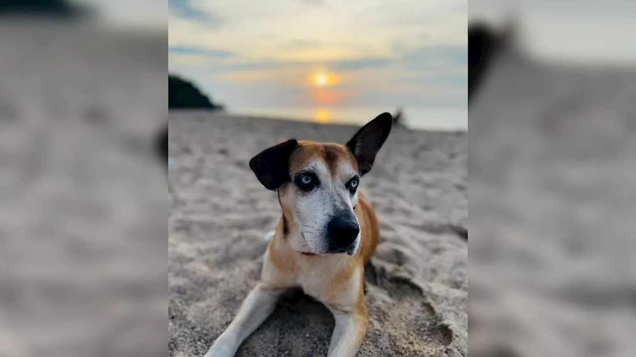 'Quelque chose qui nous pèse': depuis trois mois, ils recherchent leur chien disparu dans les Hautes-Alpes