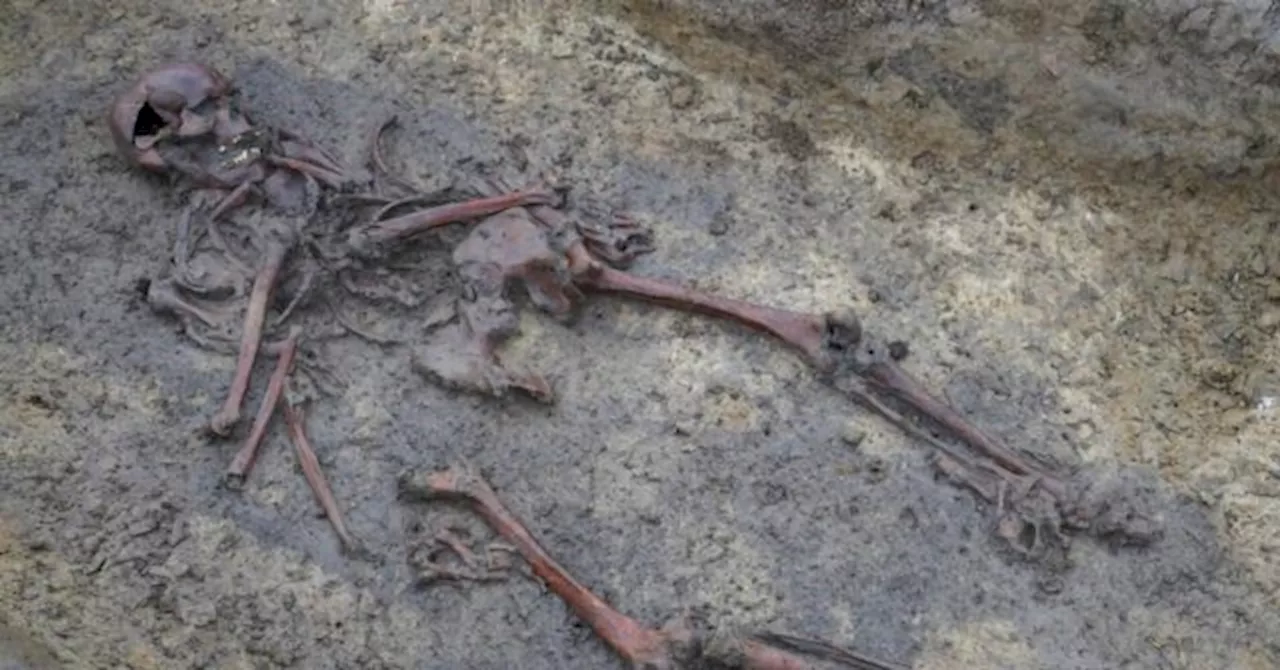 In Denmark, 50 well-preserved Viking Age skeletons have been unearthed, a rare discovery