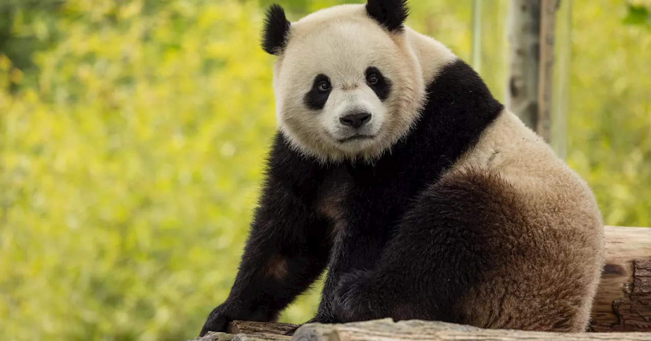 Pandas from China en route to Washington, D.C. after National Zoo returned beloved animals last year