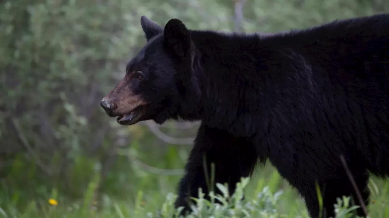 Undercooked Bear Meat Linked To Outbreak Of Rare Parasitic Disease In U ...