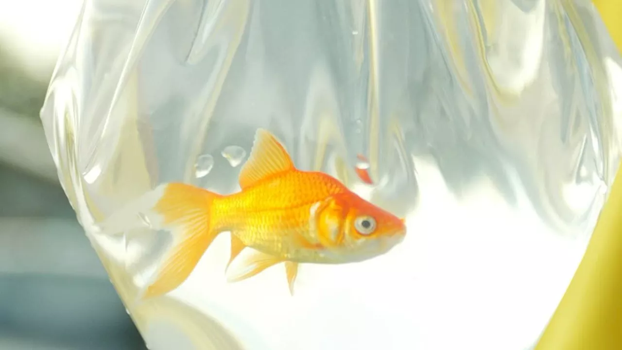 Dorset Council Bans Goldfish Prizes at Fairgrounds