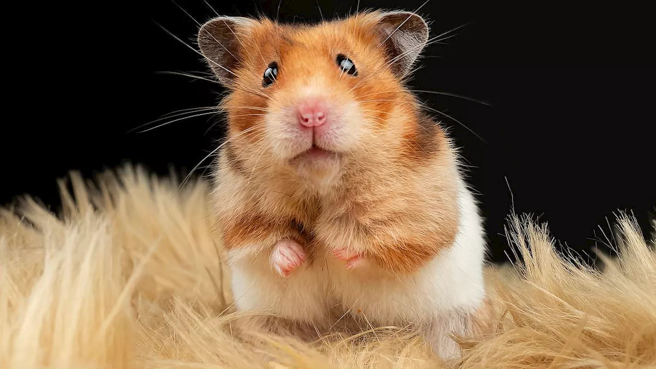 Mother-of-two dies after being bitten by pet hamster