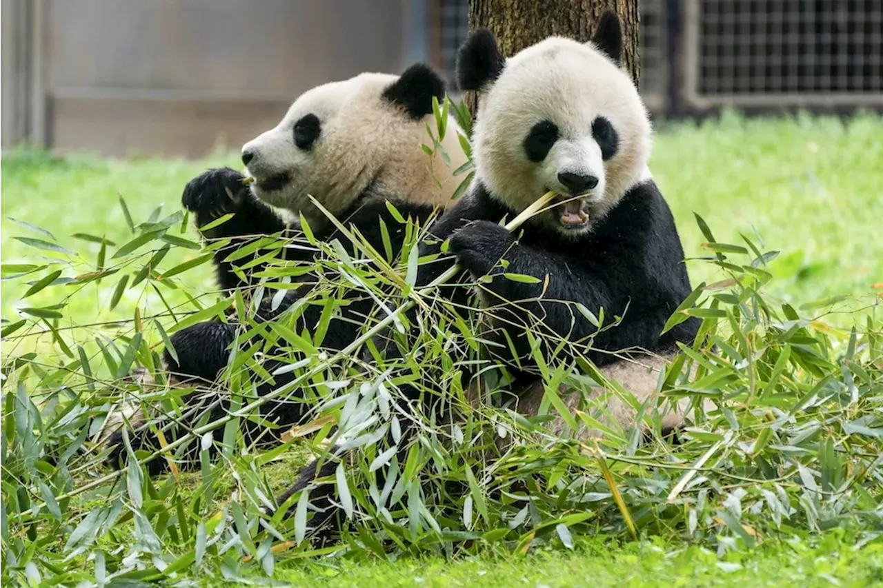 China sends two pandas to DC Smithsonian National Zoo after 11 months with none