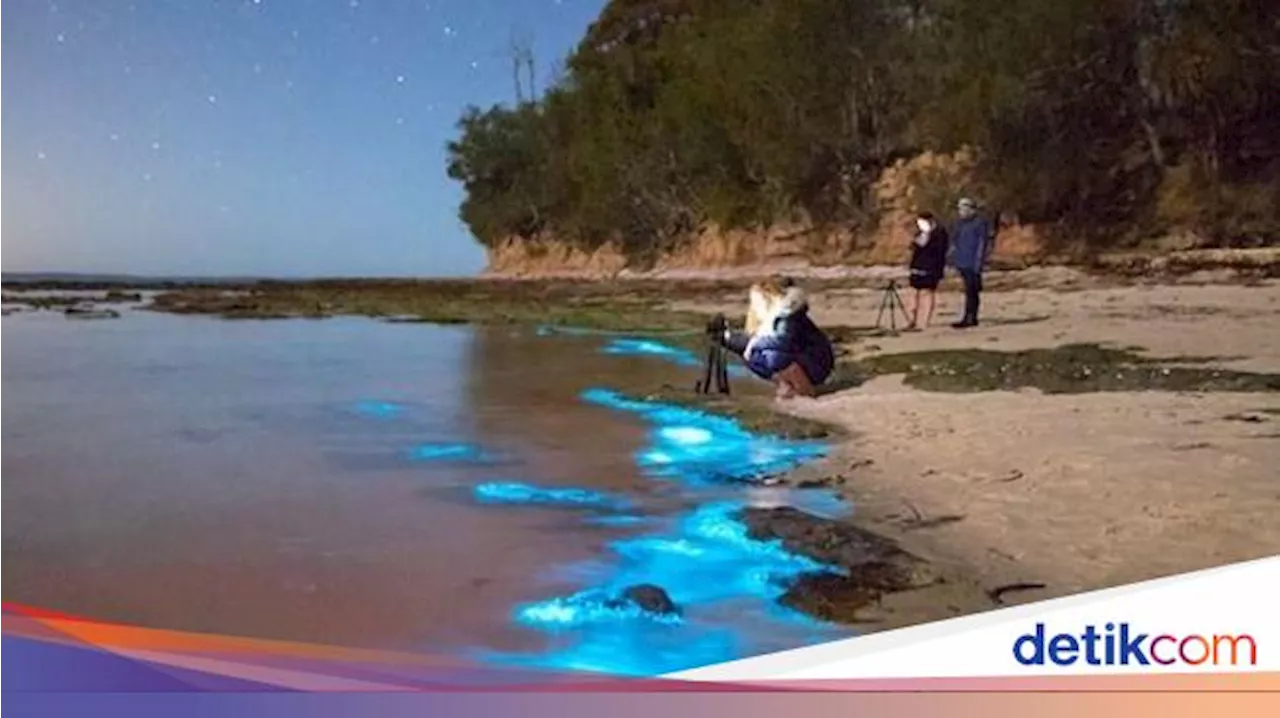 Apa Itu Bioluminescence? Memahami Fenomena Cahaya dalam Makhluk Hidup