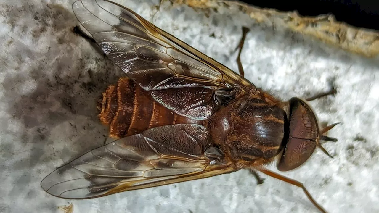 Descubren seis especies endémicas de moscas tábanos en Ecuador