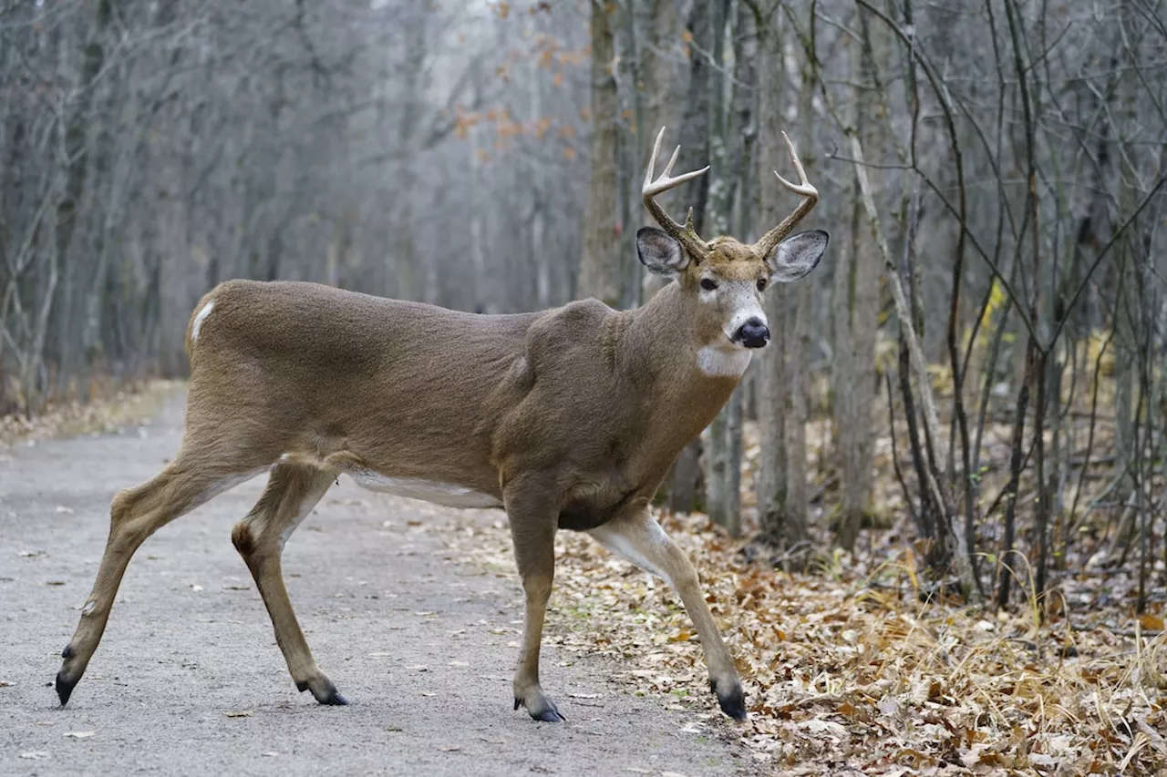 Longueuil gets permit to go ahead with deer cull in local park that has been overrun