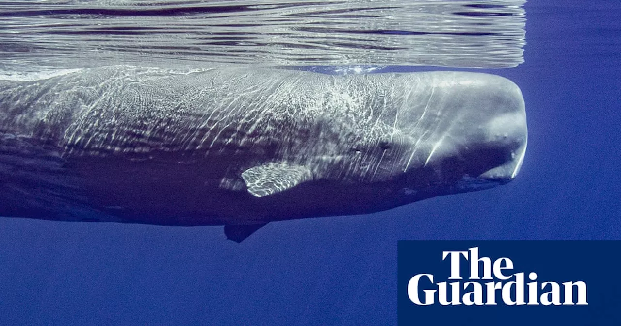 ‘It looked like something out of Star Trek – I expected it to go at warp speed’: the incredible marine life of the Azores