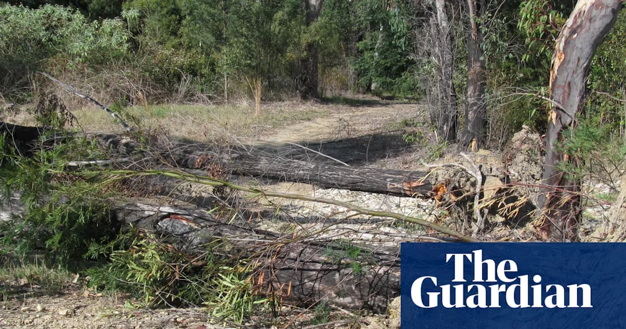 Potentially lifesaving Blue Mountains fire trails obstructed as bushfire season begins