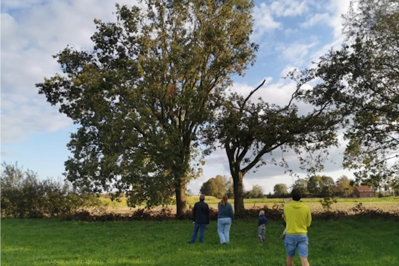 Verstrengelde eiken verkozen tot Mooiste Boom van Mechelen: “Het emotionele verhaal gaf de doorslag”