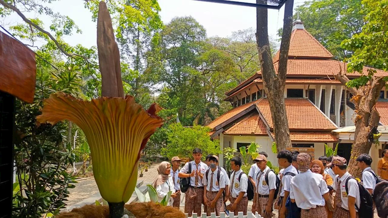 Pertama Kali, Bunga Bangkai Mekar di Kebun Raya Purwodadi Pasuruan