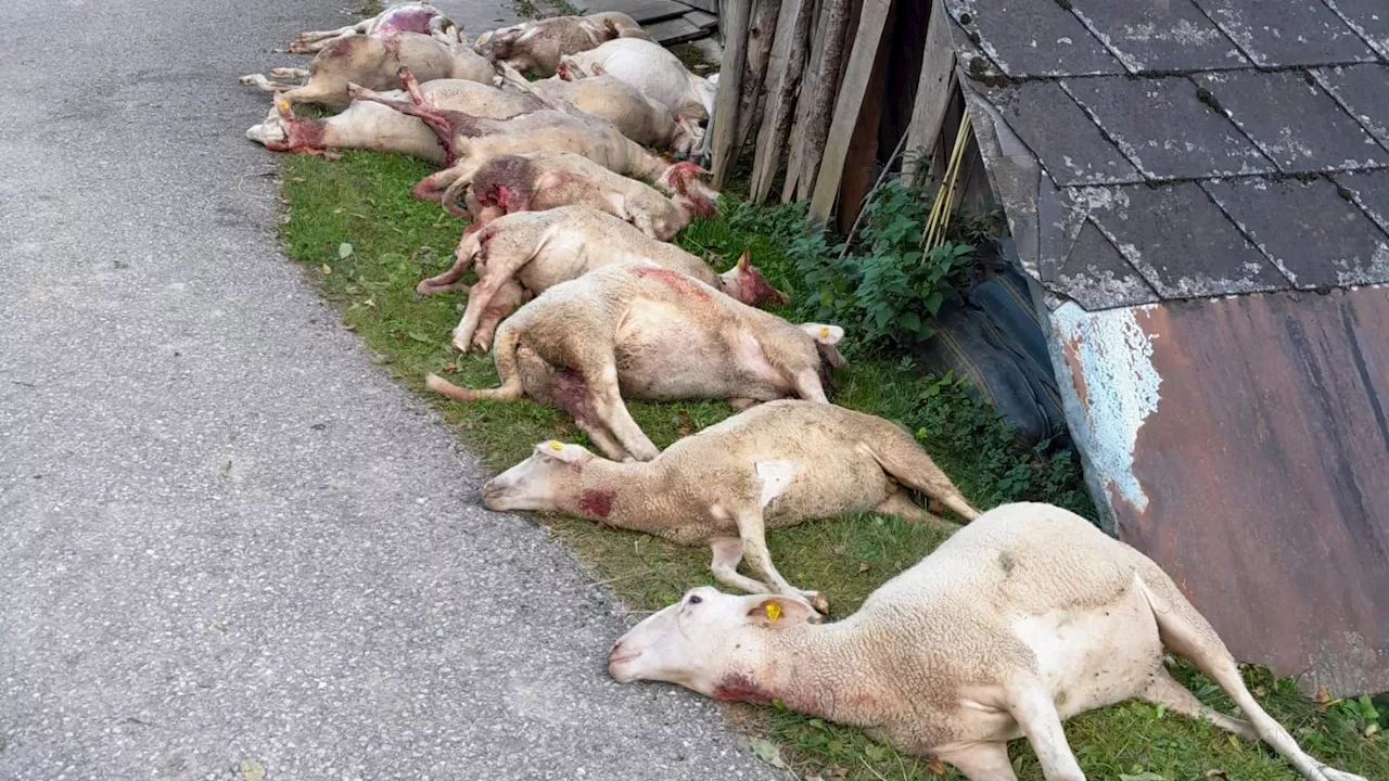 Wolfsalarm in Niederösterreich - 14 tote Schafe – Region in Angst vor Wolfs-Attacken