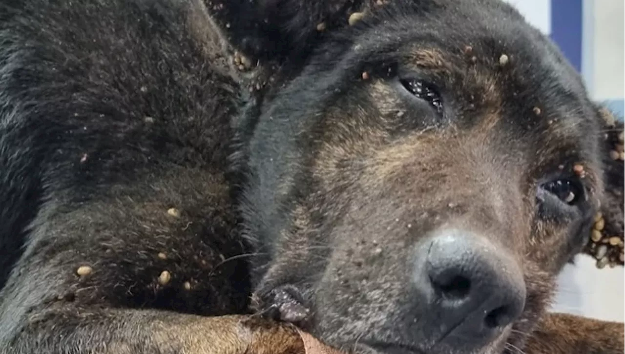 La rinascita del cane Jack dopo l’inferno dell’abbandono con una catena stretta al collo