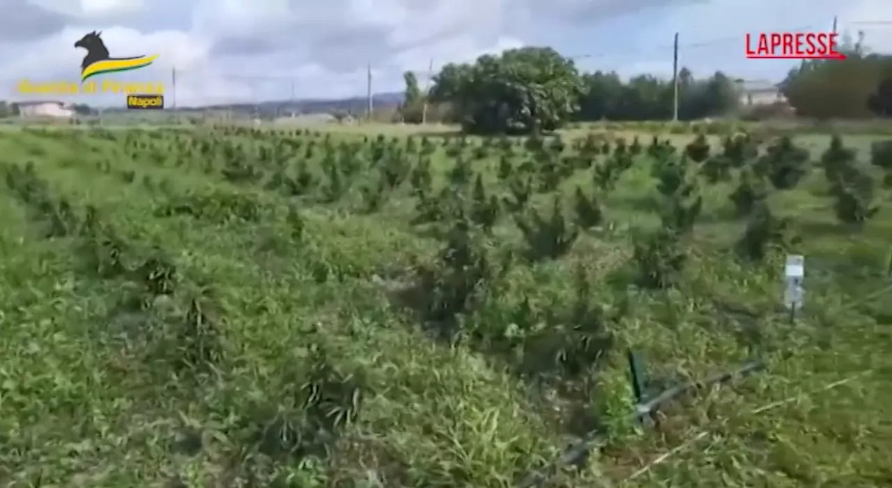 Benevento, sequestrata piantagione e oltre 50 kg di marijuana