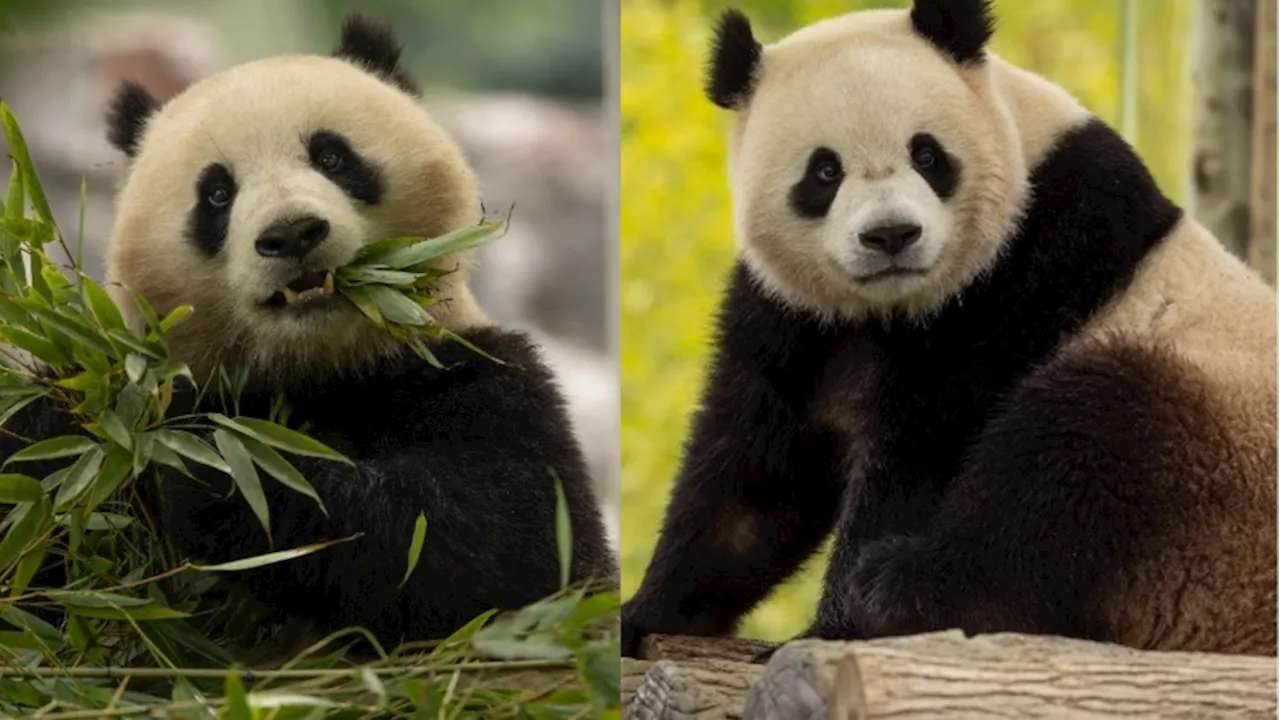 New National Zoo pandas Bao Li and Qing Bao will be in DC this week: report