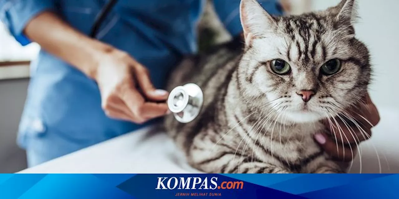 Cara Mengukur Suhu Tubuh Kucing yang Demam di Rumah