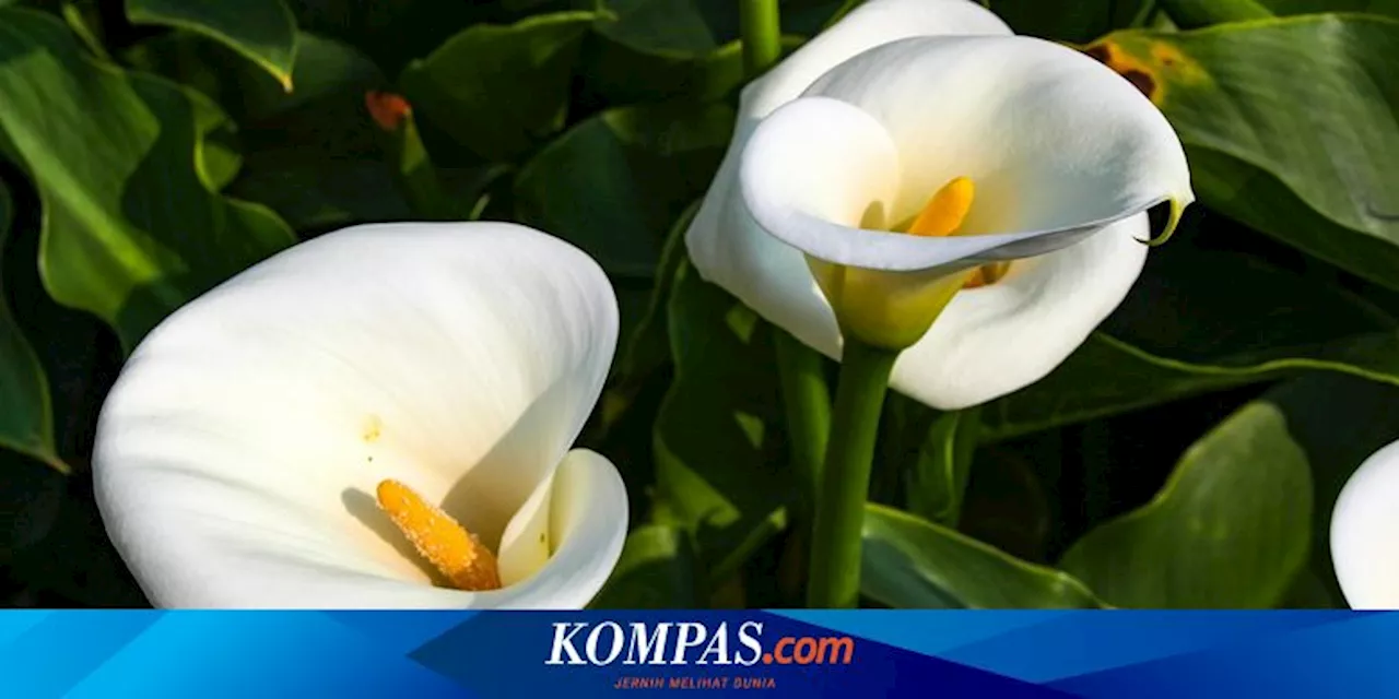 Cara Merawat Bunga Calla Lily di Rumah