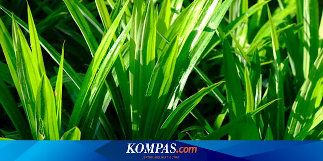 Potensi Manfaat Daun Pandan untuk Mengontrol Gula Darah