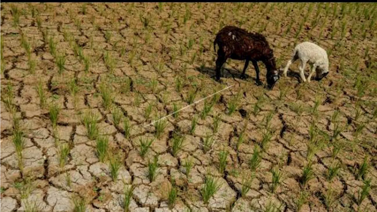 BMKG: Ini Wilayah yang Berpotensi Alami Kekeringan Meteorologis hingga 20 Oktober 2024