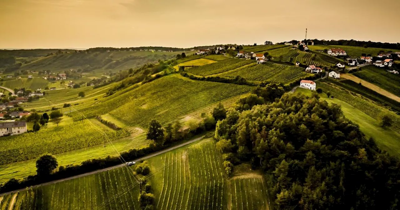 Alter Weißer aus dem Südburgenland mit neuem Namen