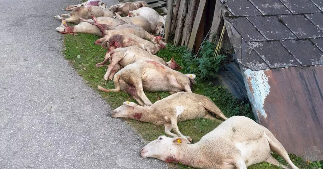 Neun Schafe durch Wolfsangriff in Ybbsitz getötet