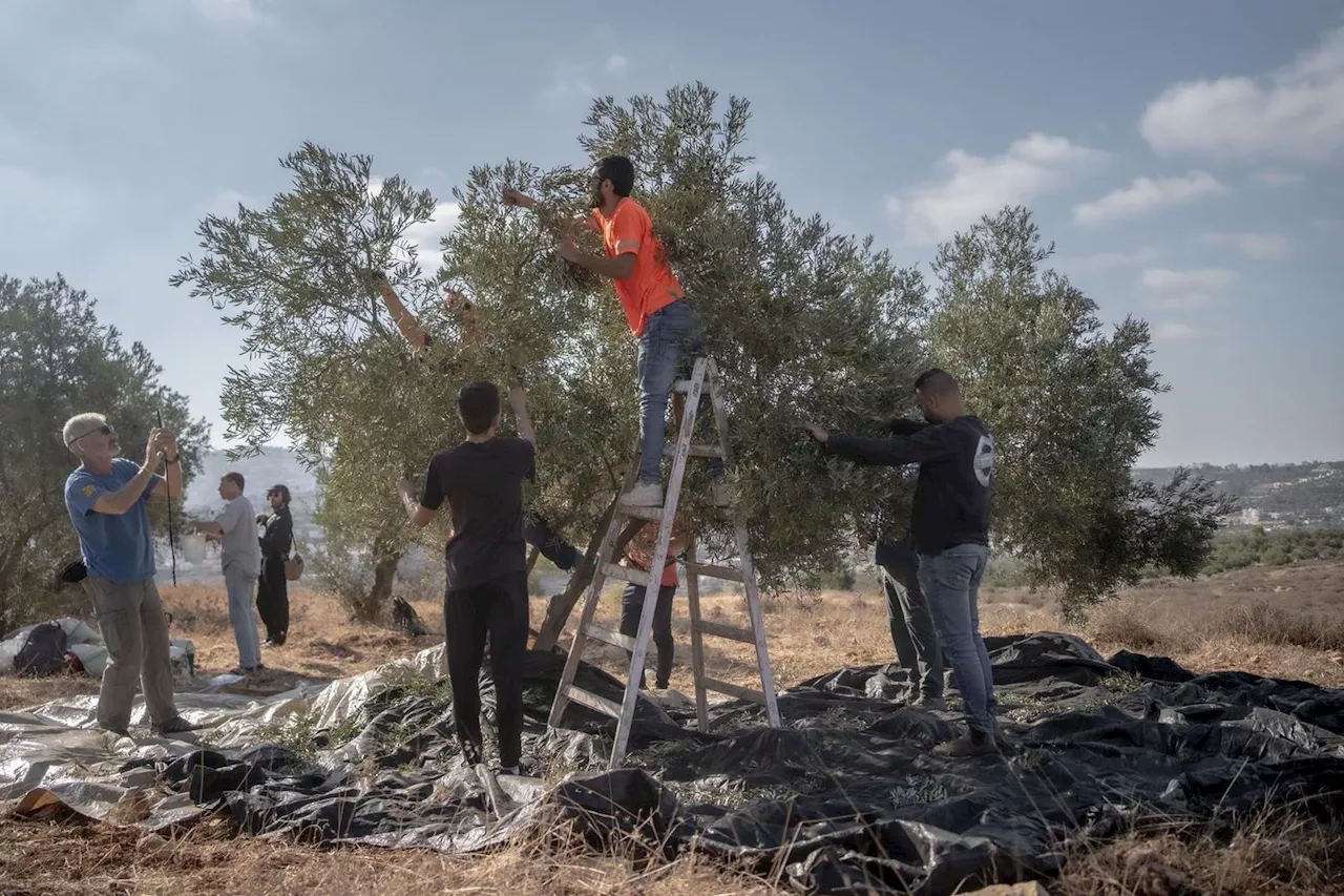 En Cisjordanie, une récolte des olives cruciale, à l’ombre des restrictions