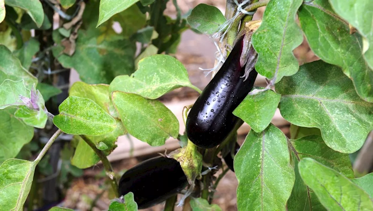 Avec le 63e congrès de Légumes de France, Agen sera terre de réflexion sur le maraîchage