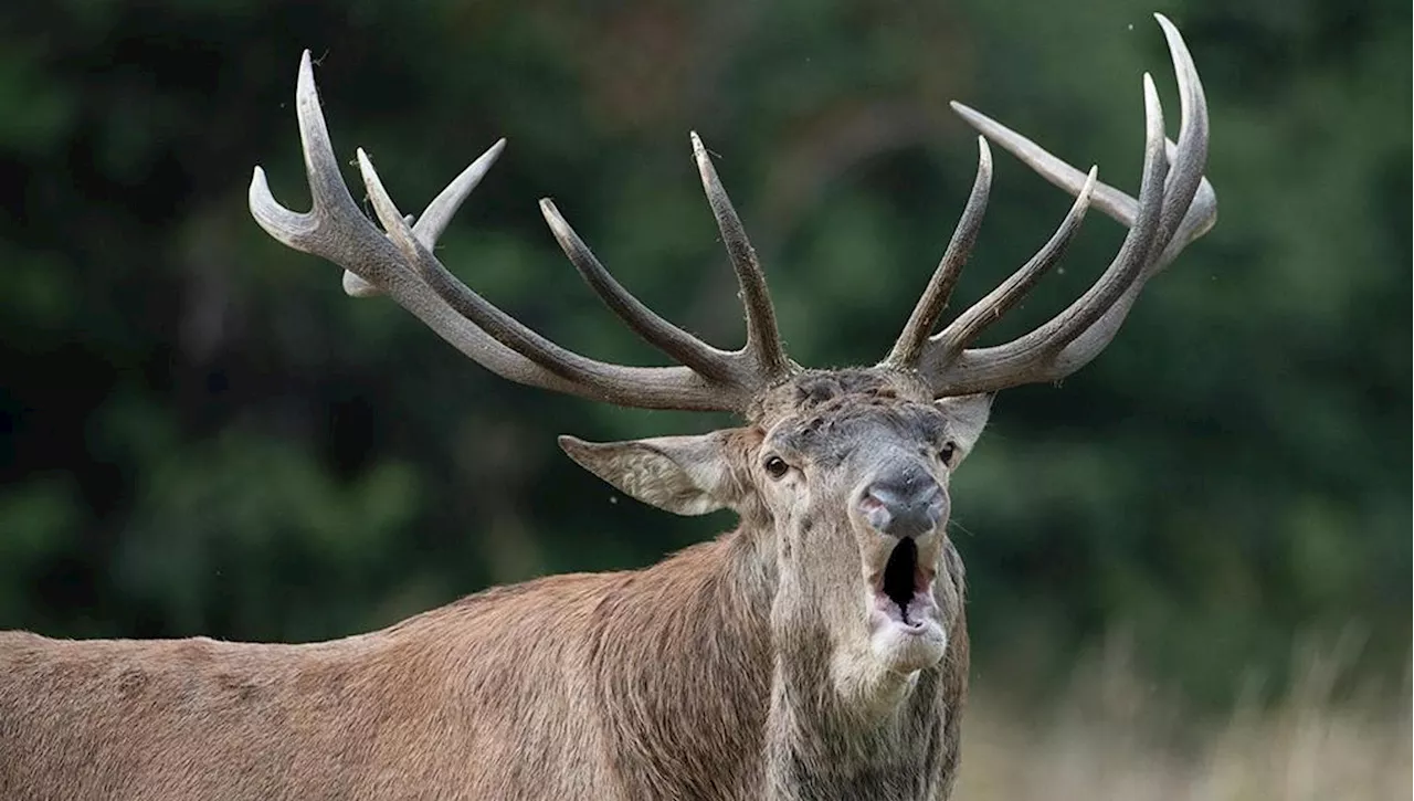 Abruzzo, la caccia ai cervi slitta a novembre: gli Atc non sono pronti e bisogna definire i regolamenti. Atte…